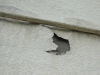 Rivestimento ad intonachino